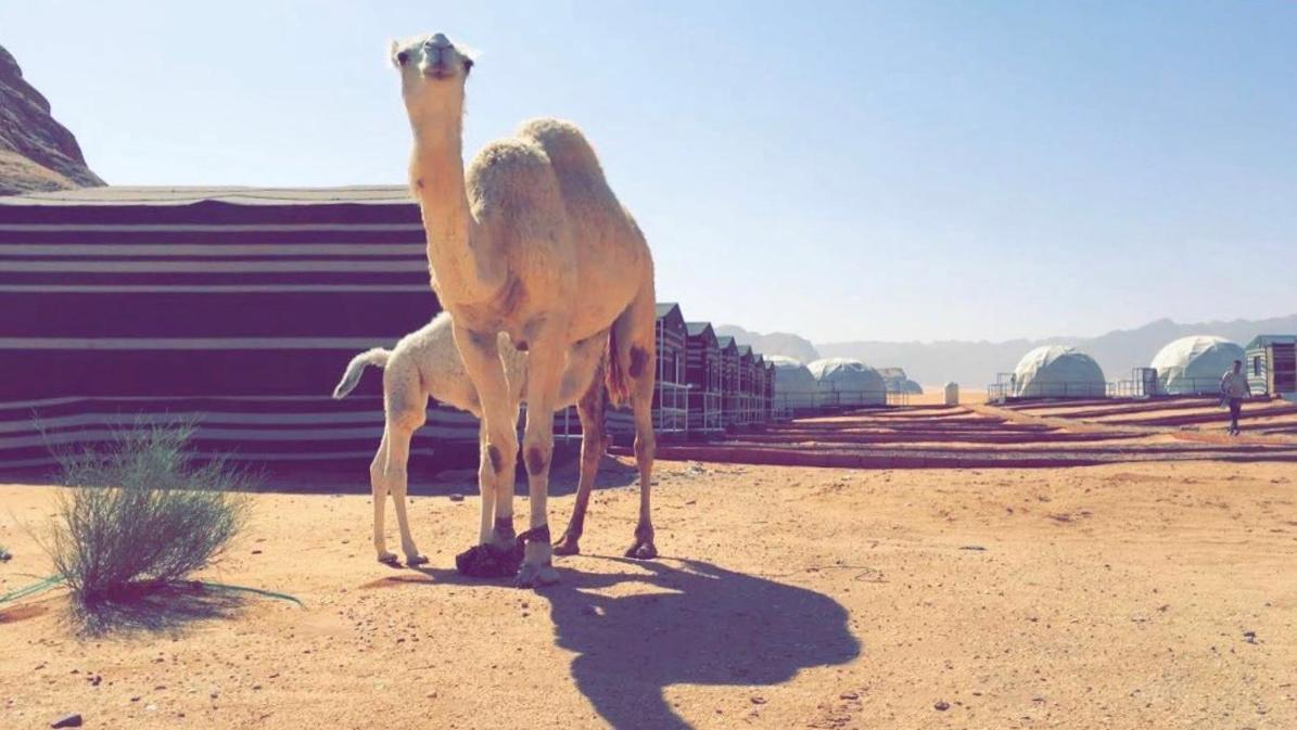 Oryx Camp Hotel Wadi Rum Exterior photo